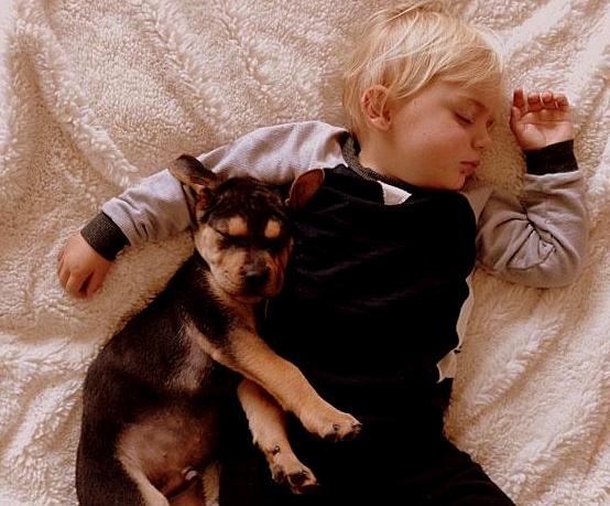 toddler-naps-with-puppy-theo-and-beau-15