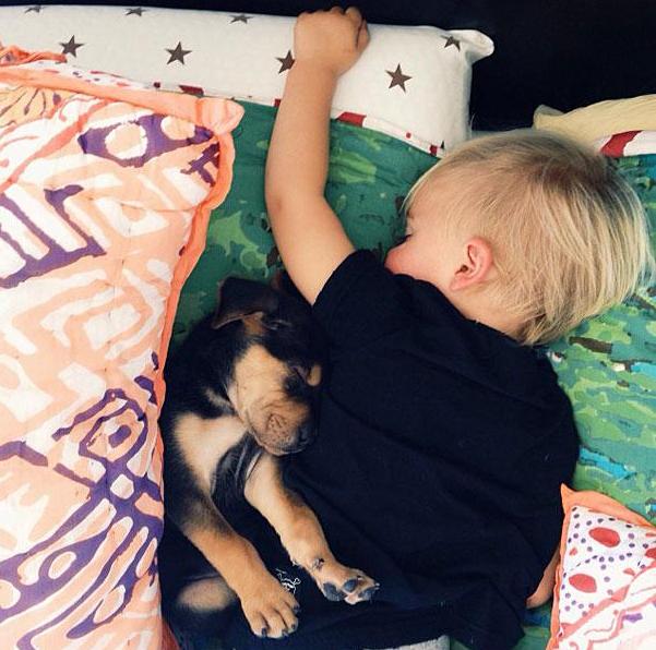 toddler-naps-with-puppy-theo-and-beau-3
