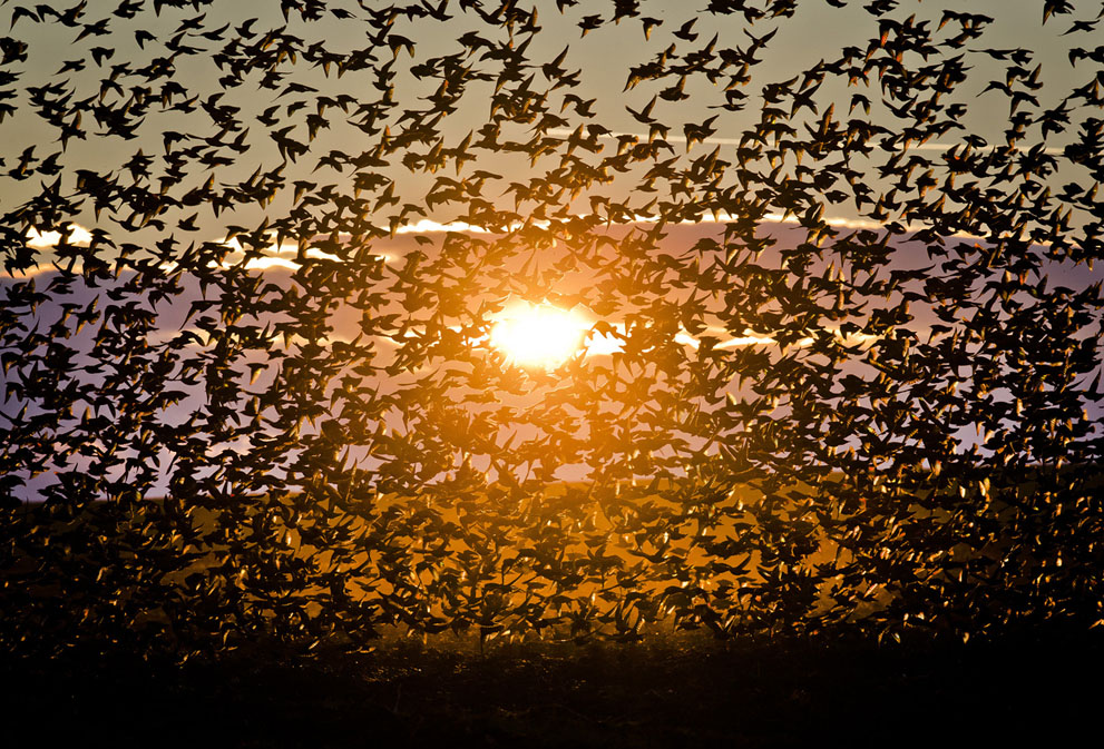 A large flock of starlings fly near Bacau, Romania, on December 10, 2013.AP Photo-Vadim Ghirda