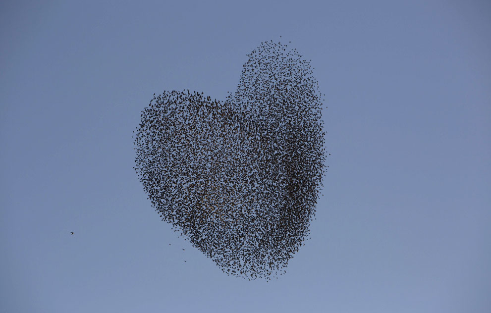 Migrating starlings, over the southern Israeli village of Tidhar, on February 12, 2014.AP Photo-Oded Balilty