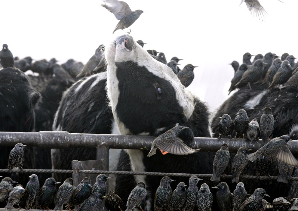Starlings in search of food and warmth flock to a herd of cattle in a feedlot in Mead, Nebraska, on January 18, 2007.AP Photo Nati Harnik