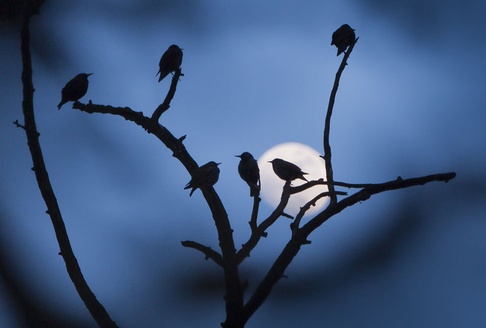 Starlings sit on a tree, the moon in the background, on February 11, 2014, near Friedrichsdorf, Germany.Frank Rumpenhorst AFP Getty Images