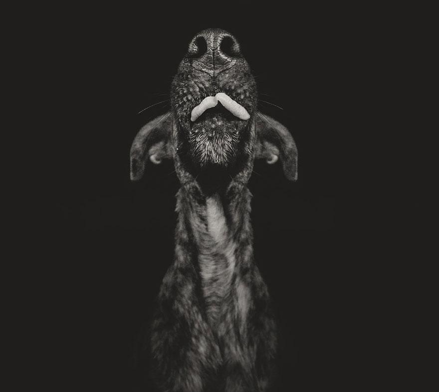 dogportrait-photography-elkevogelsang16