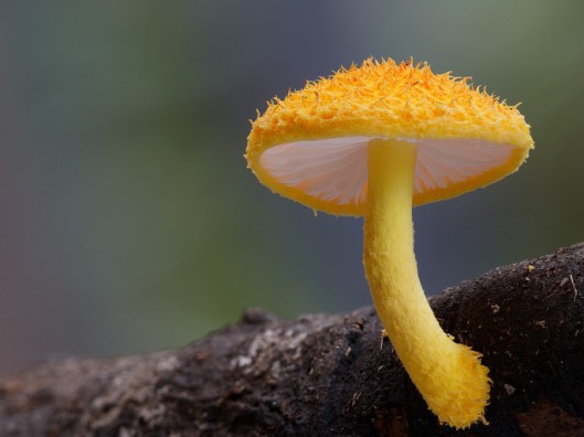 mushrooms4