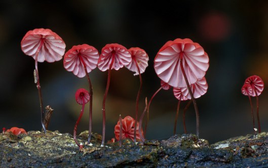mushrooms8