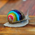 rainbow-snail