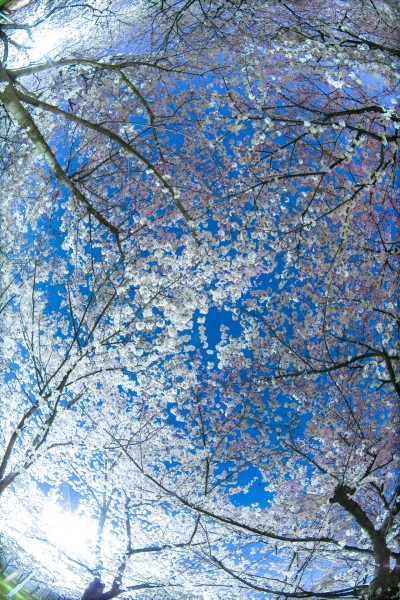 sakura