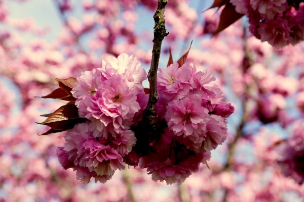 sakura