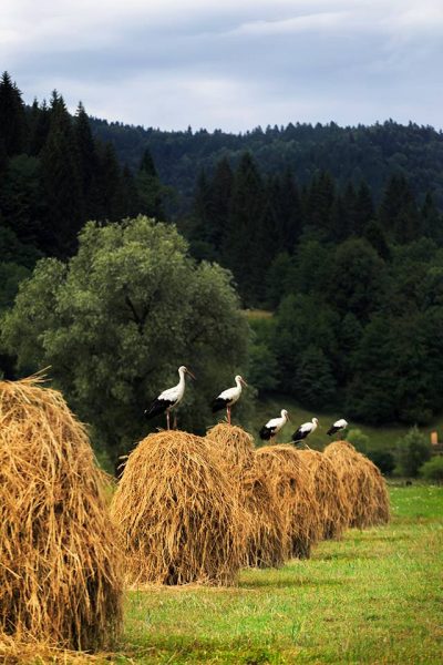 berzele-DorinLucianSveduneac