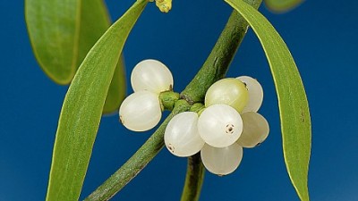 Vascul  – a fost Christmas, urmeaza Kissmas