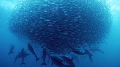 Dansul sardinelor