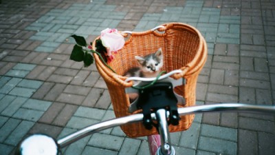 Pisica biciclista