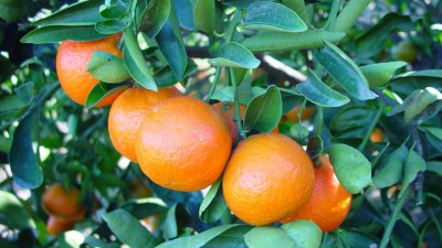 La cules mandarine